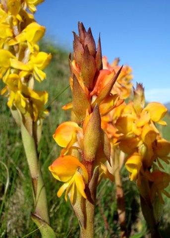 Satyrium coriifolium floral bracts